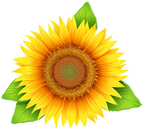 clipart pictures of sunflowers